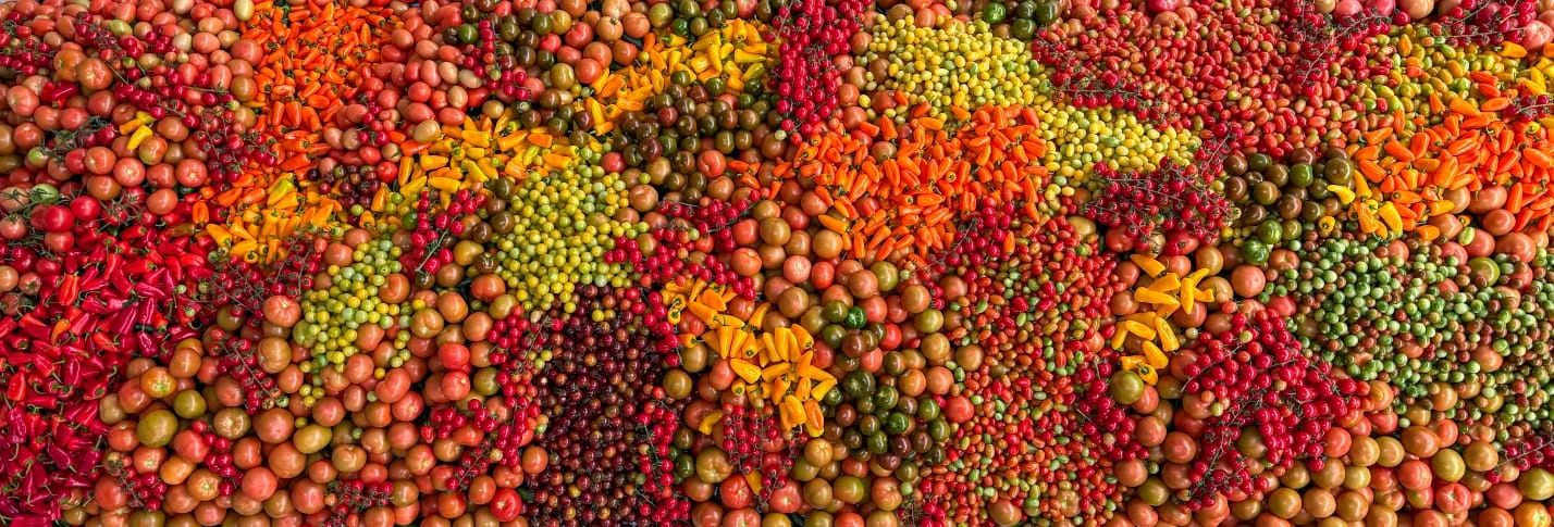 A colourful variety of DAVA tomatoes