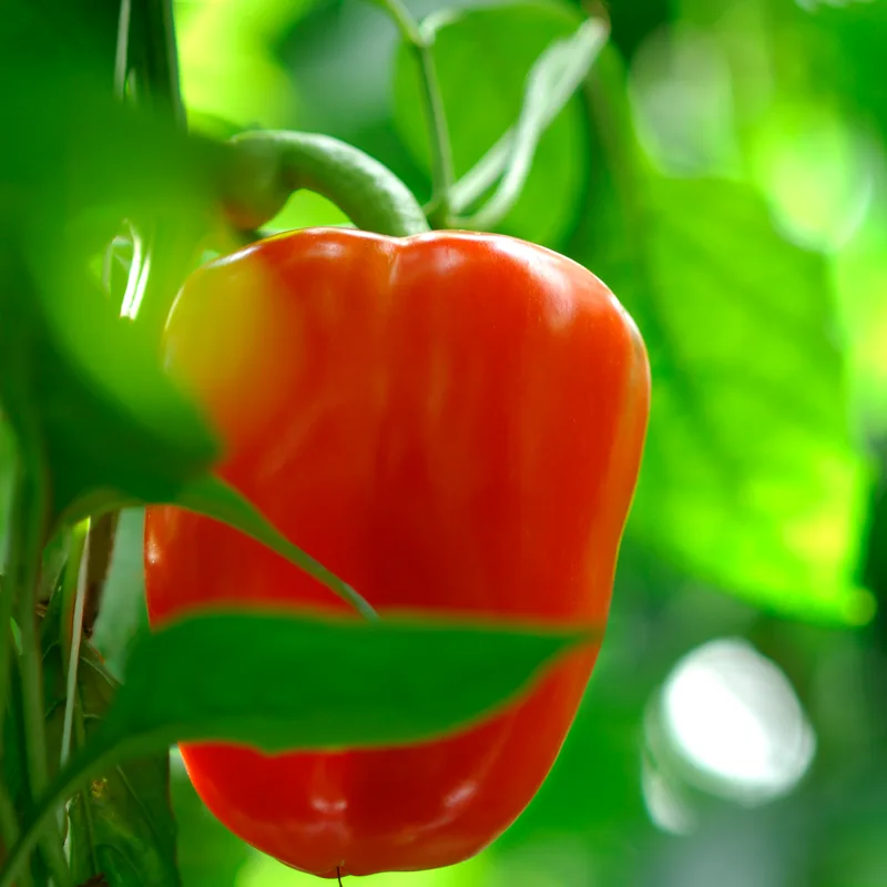 صورة من مزارع دافا ومنتجاتها