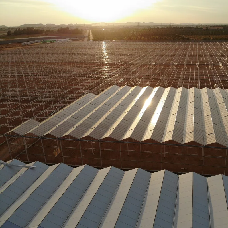 DAVA greenhouses and produce