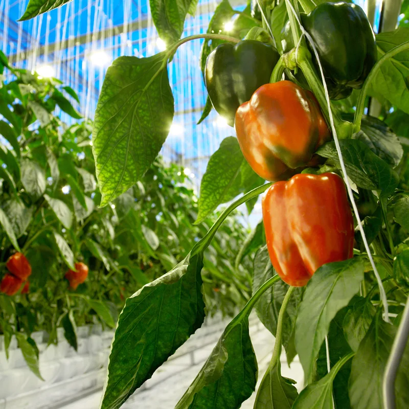 DAVA greenhouses and produce