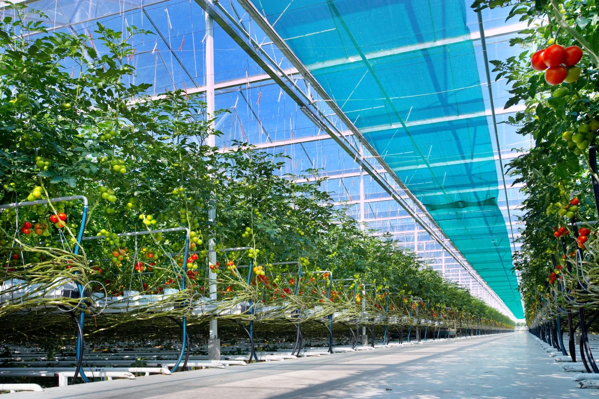Tomatoes growing in a DAVA greenhouse