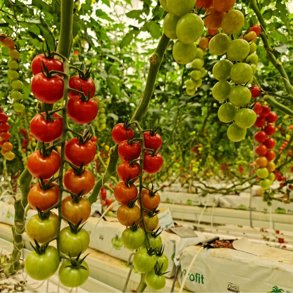 DAVA greenhouses